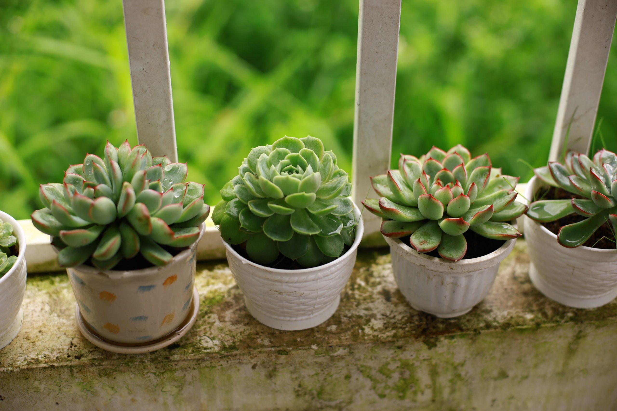 B&T Talk: Getting to the Point- The Art of Growing Succulents